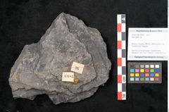 Foto (Objekt + Etikett) von Neuropteris sp.  (NHMW-GEO-2024-0188-10683)